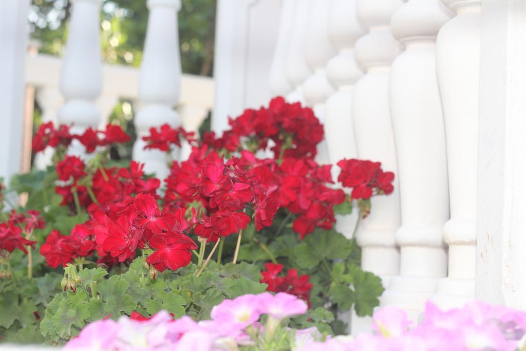 Villa Alla Bed And Breakfast Herceg Novi Bagian luar foto